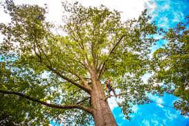 How Our Tree Care Process Works  in  Evans, CO